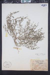 Euphorbia serpillifolia image