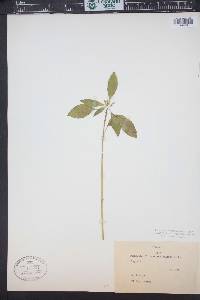 Euphorbia dentata image