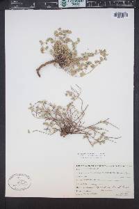 Chamaesyce cinerascens image