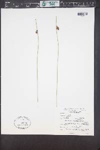 Juncus arcticus image