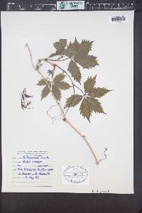 Image Associated With the Occurence