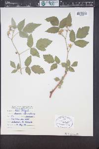 Rubus idaeus subsp. melanolasius image