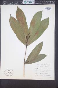 Vochysia hondurensis image