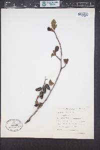 Alnus rubra image
