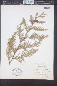 Thuja plicata image