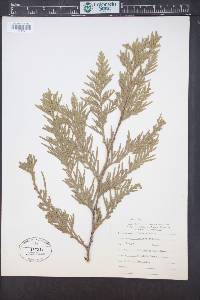 Thuja plicata image