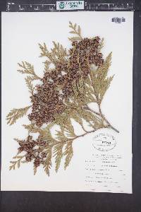 Thuja plicata image