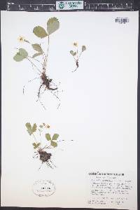 Fragaria vesca subsp. americana image