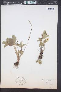 Fragaria vesca subsp. americana image