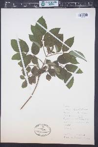 Sambucus nigra image