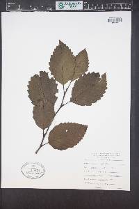 Alnus rubra image
