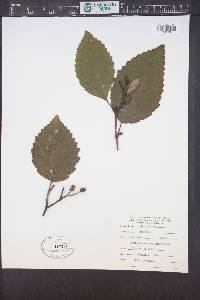 Alnus rubra image