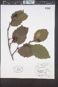 Alnus rubra image