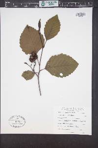 Alnus rubra image