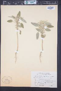 Croton capitatus image