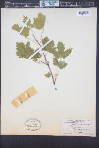 Acer glabrum var. douglasii image
