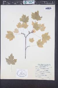 Acer glabrum image