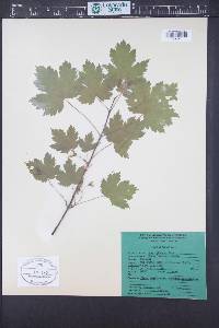 Acer glabrum image