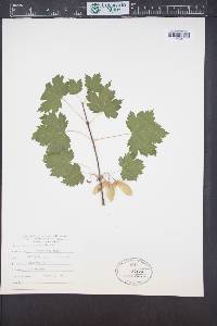 Acer glabrum image