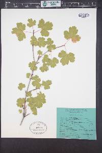 Acer glabrum image