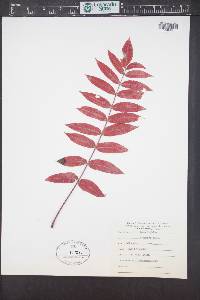 Rhus typhina image