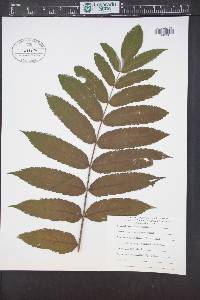 Rhus typhina image