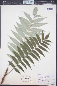 Rhus typhina image