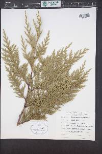 Xanthocyparis nootkatensis image