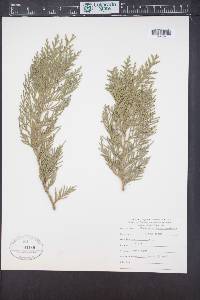 Xanthocyparis nootkatensis image