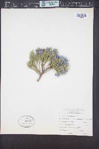 Juniperus occidentalis image