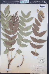 Mahonia nervosa image