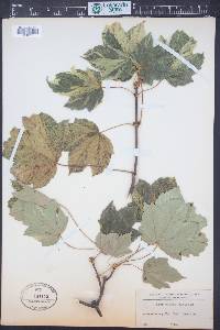 Acer pseudoplatanus image