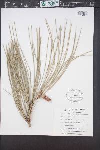 Pinus sabiniana image