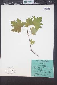 Acer glabrum image
