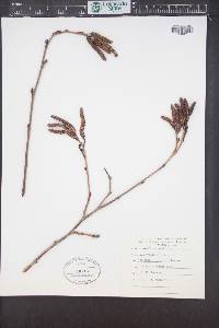 Alnus incana subsp. tenuifolia image