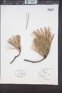 Pinus rigida image