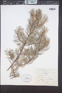 Pinus quadrifolia image