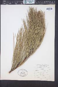Pinus serotina image