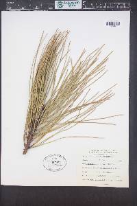 Pinus sabiniana image