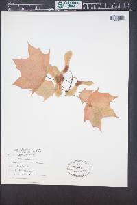 Acer platanoides image