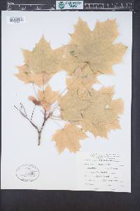 Acer platanoides image