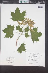 Acer platanoides image