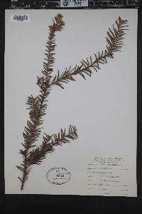 Taxus brevifolia image