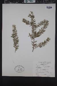 Taxus brevifolia image