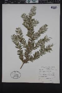 Taxus brevifolia image