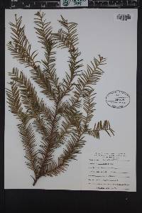 Taxus brevifolia image