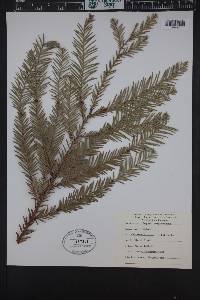 Sequoia sempervirens image