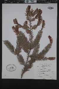 Sequoia sempervirens image