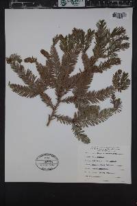 Sequoia sempervirens image