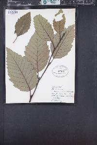 Alnus rubra image
